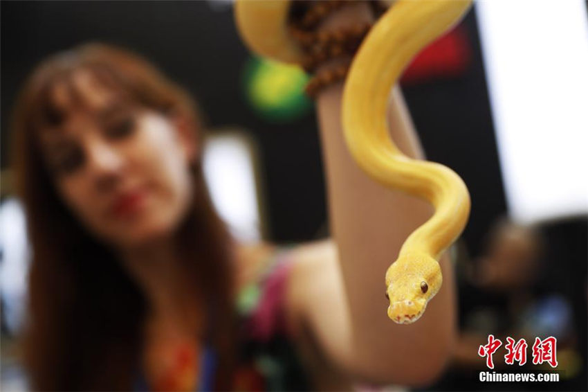 ヘビ、クモ、トカゲなどの個(gè)性派ぞろいのペットフェア　上海市