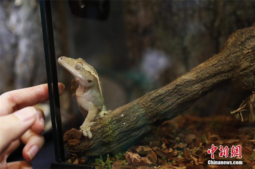 ヘビ、クモ、トカゲなどの個性派ぞろいのペットフェア　上海市