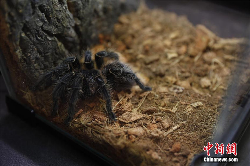 ヘビ、クモ、トカゲなどの個(gè)性派ぞろいのペットフェア　上海市