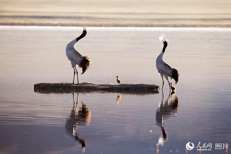 カメラマンが捉えた美しいチベット