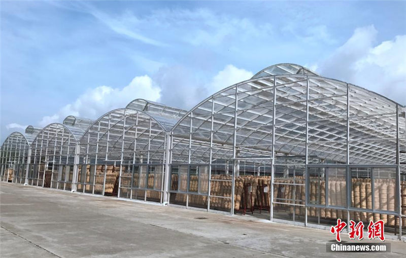 中國(guó)のハイエンド黒茶が誕生するまで