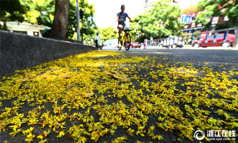 秋の気配感じさせる杭州　モクゲンジの花で道路を一面の黃金色に
