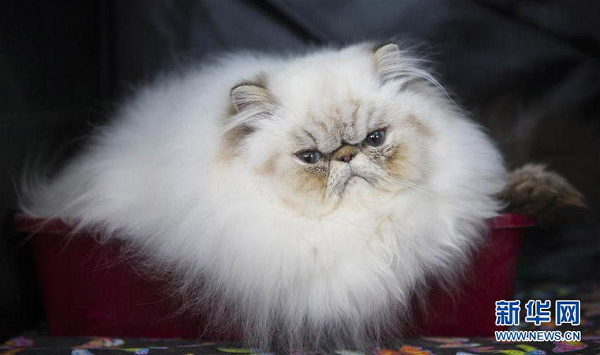 「最も美しいネコ」の稱號(hào)は誰(shuí)の手に？　カナダで「キャットショー」開(kāi)催