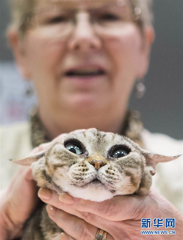「最も美しいネコ」の稱號は誰の手に？　カナダで「キャットショー」開催