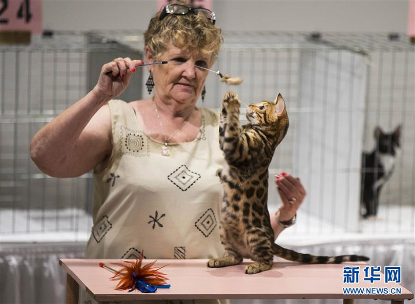 「最も美しいネコ」の稱號(hào)は誰の手に？　カナダで「キャットショー」開催