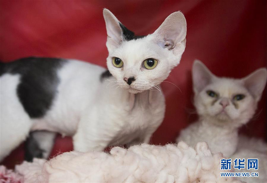 「最も美しいネコ」の稱號は誰の手に？　カナダで「キャットショー」開催