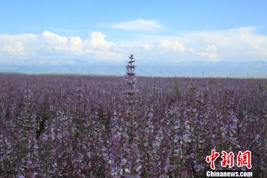 昭蘇高原のクラリセージが開花シーズン迎え、紫一色に　新疆