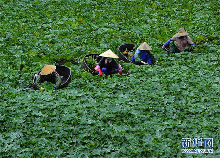 秋の気配漂う江蘇省　ヒシの収穫スタート