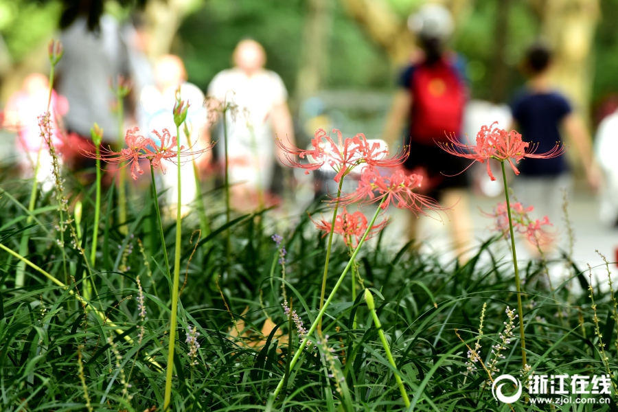 杭州の西湖湖畔では赤や黃色の「彼岸花」が満開(kāi)に