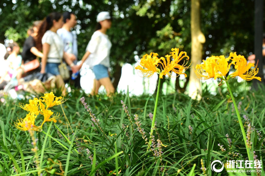 杭州の西湖湖畔では赤や黃色の「彼岸花」が満開に
