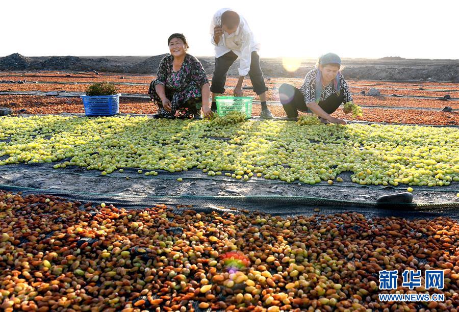 酷暑続くトルファン　レーズン作りに勤しむブドウ農(nóng)家の人々