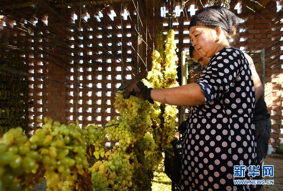 酷暑続くトルファン　レーズン作りに勤しむブドウ農(nóng)家の人々