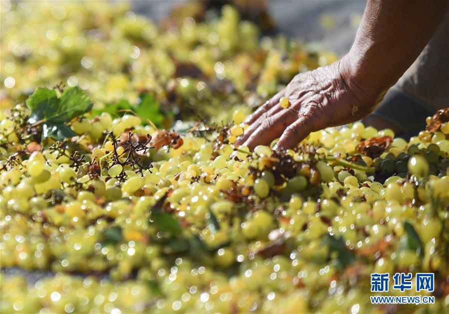 酷暑続くトルファン　レーズン作りに勤しむブドウ農(nóng)家の人々