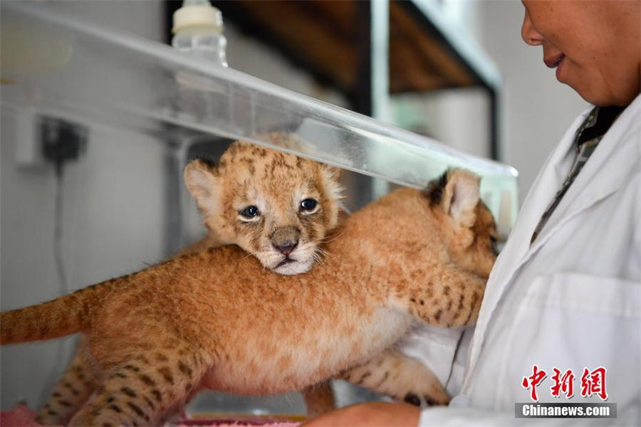 動物園の新メンバー?雙子ライオン　飼育員の世話で元気に成長　雲(yún)南