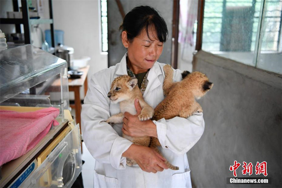 動(dòng)物園の新メンバー?雙子ライオン　飼育員の世話で元?dú)荬顺砷L　雲(yún)南