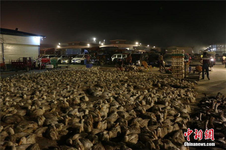 「鬼節(jié)」の風(fēng)習(xí)でアヒルが飛ぶように売れる広西チワン自治區(qū)