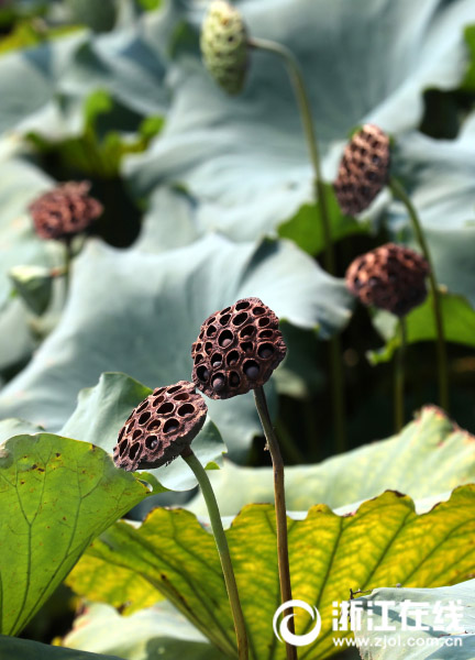 秋の訪れを奏でる「音符」　ハスの葉から伸びる様々な高さの花托　浙江省