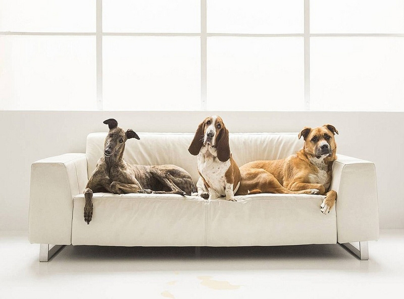 豪州の動物寫真コンテスト　かわいい動物たちが大集合！