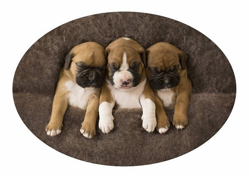 豪州の動物寫真コンテスト　かわいい動物たちが大集合！