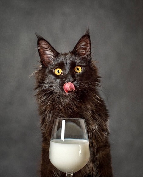 豪州の動(dòng)物寫(xiě)真コンテスト　かわいい動(dòng)物たちが大集合！