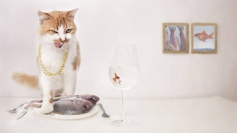 豪州の動物寫真コンテスト　かわいい動物たちが大集合！