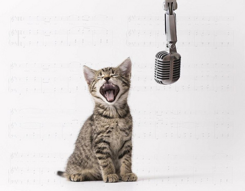 豪州の動(dòng)物寫(xiě)真コンテスト　かわいい動(dòng)物たちが大集合！