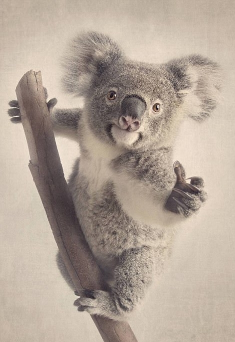 豪州の動(dòng)物寫真コンテスト　かわいい動(dòng)物たちが大集合！
