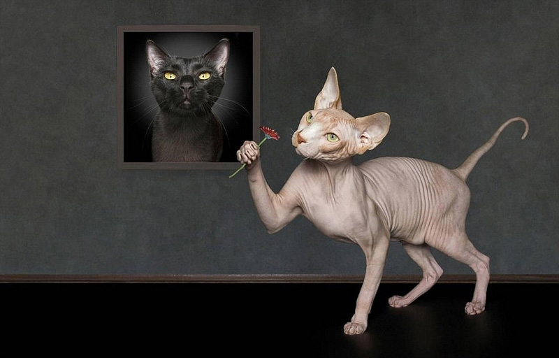 豪州の動(dòng)物寫真コンテスト　かわいい動(dòng)物たちが大集合！