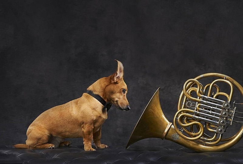 豪州の動(dòng)物寫真コンテスト　かわいい動(dòng)物たちが大集合！