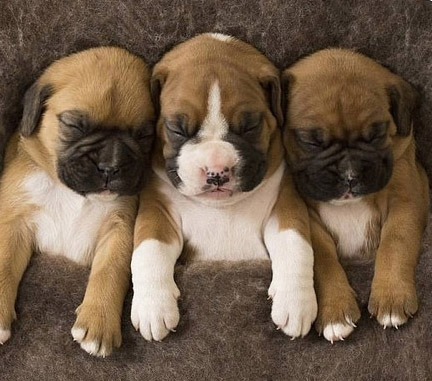 豪州の動(dòng)物寫真コンテスト　かわいい動(dòng)物たちが大集合！