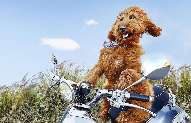 豪州の動物寫真コンテスト　かわいい動物たちが大集合！