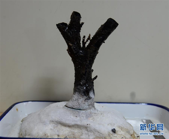 遠(yuǎn)洋総合科學(xué)観測(cè)船「科學(xué)號(hào)」、數(shù)千年の壽命の深海サンゴを発見