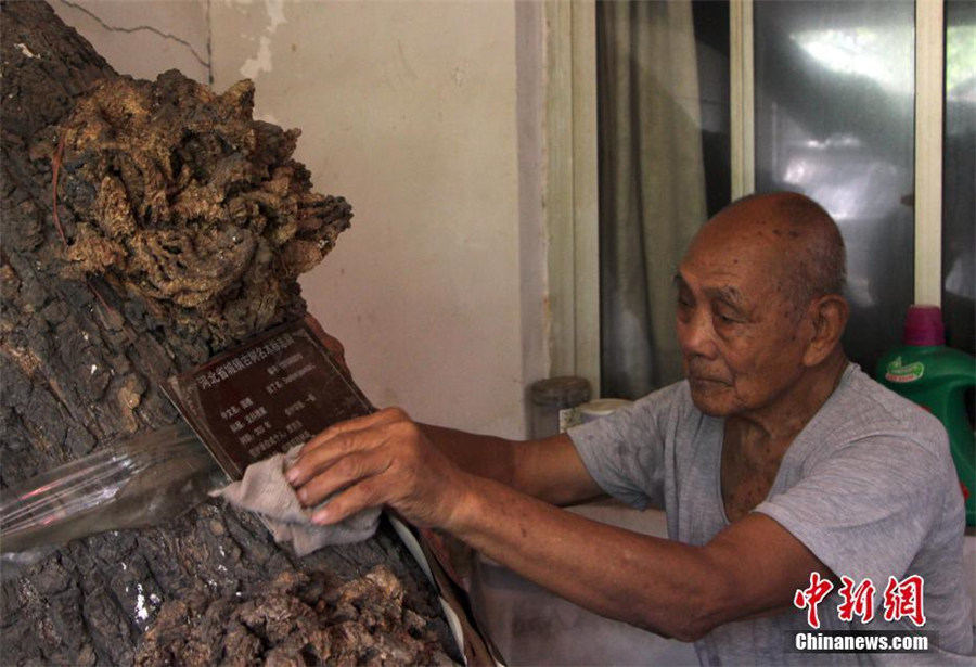 家から突き出た古木の枝　樹齢300年の古木を守り続ける高齢者　河北省