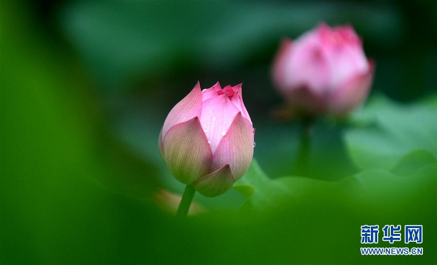 秋雨が降り、秋が深まる揚(yáng)州市