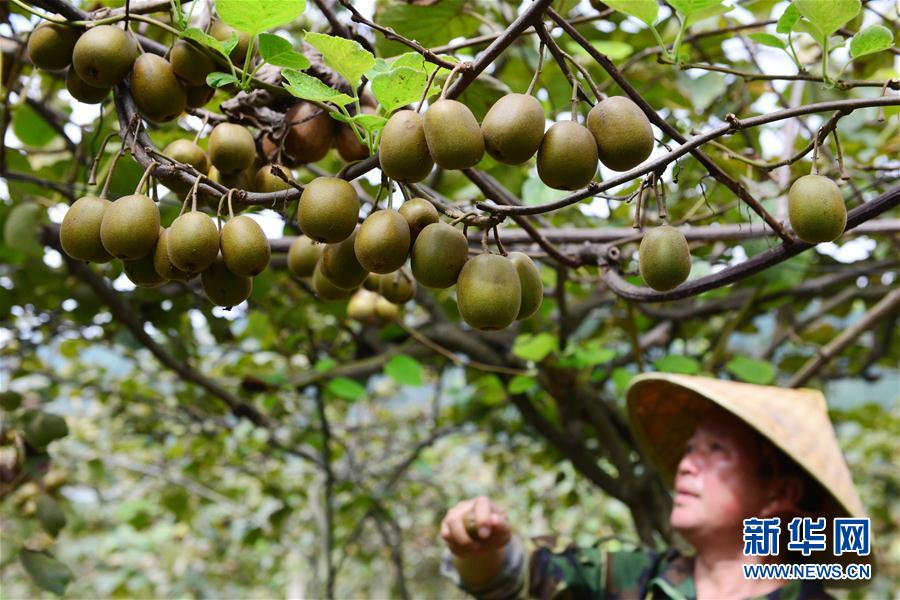 二十四節(jié)気の「白露」を迎えた農(nóng)村は収穫作業(yè)ピークに　河北省
