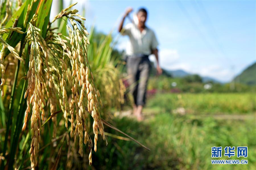 二十四節(jié)気の「白露」を迎えた農(nóng)村は収穫作業(yè)ピークに　河北省