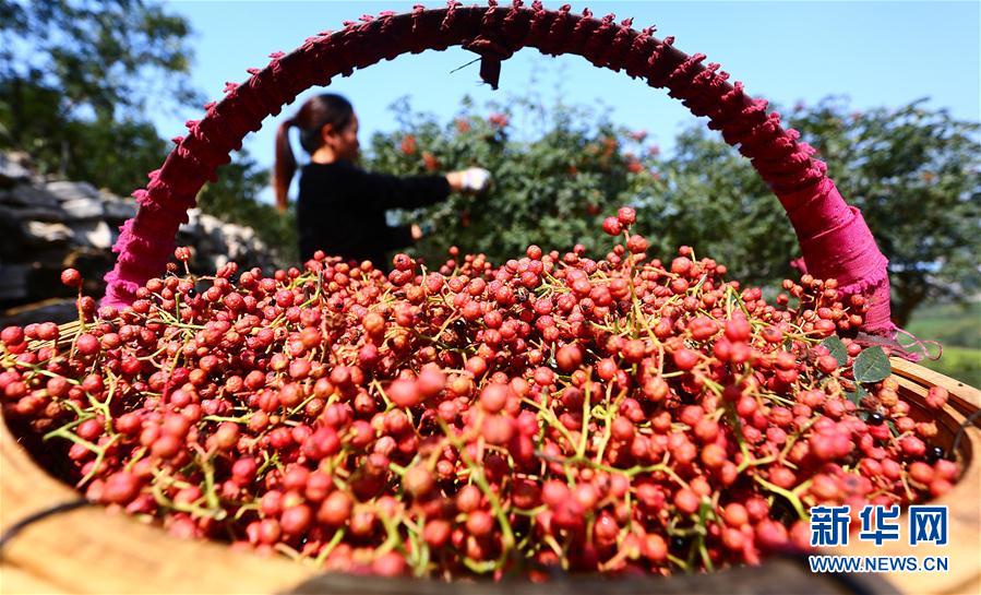 二十四節(jié)気の「白露」を迎えた農(nóng)村は収穫作業(yè)ピークに　河北省
