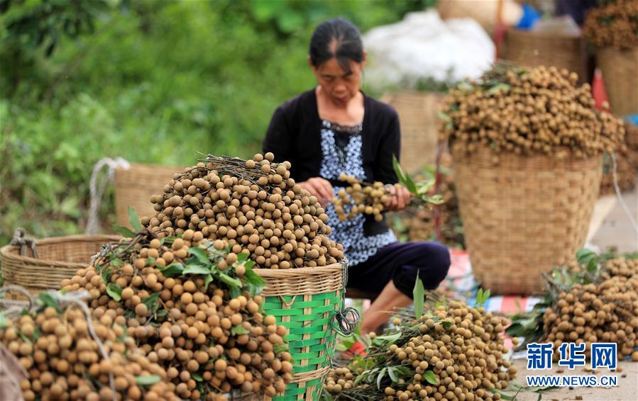 二十四節(jié)気の「白露」を迎えた農(nóng)村は収穫作業(yè)ピークに　河北省