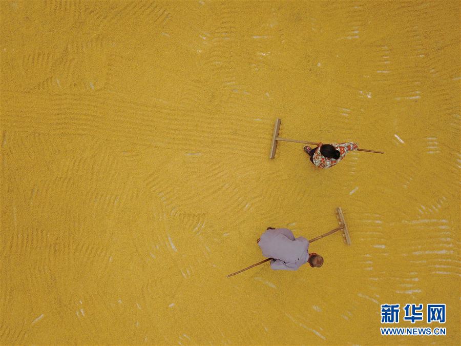 二十四節(jié)気の「白露」を迎えた農(nóng)村は収穫作業(yè)ピークに　河北省