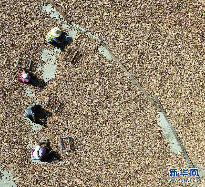 二十四節(jié)気の「白露」を迎えた農(nóng)村は収穫作業(yè)ピークに　河北省