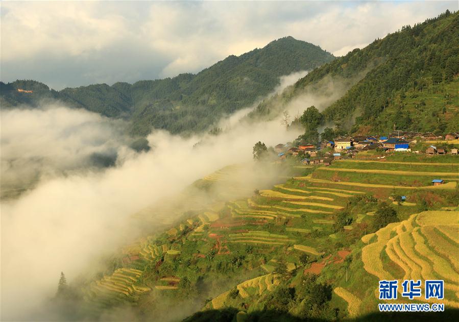 爽やかな秋到來　黃金色に色づく棚田　貴州省