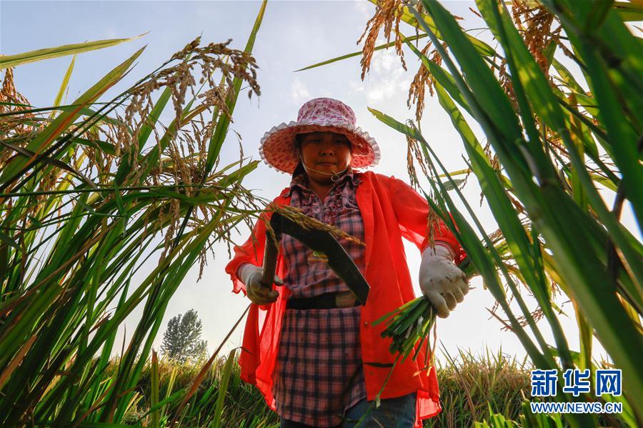 爽やかな秋到來　黃金色に色づく棚田　貴州省