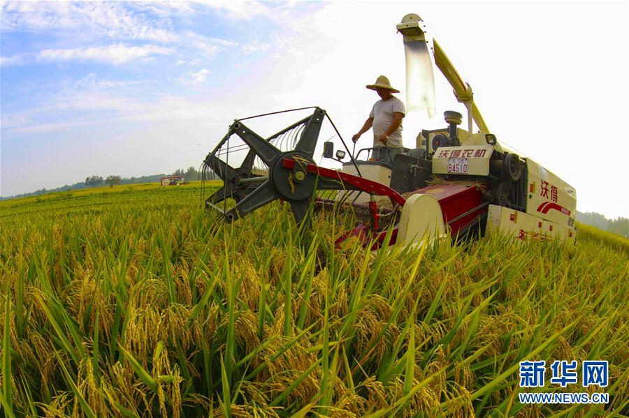 爽やかな秋到來　黃金色に色づく棚田　貴州省