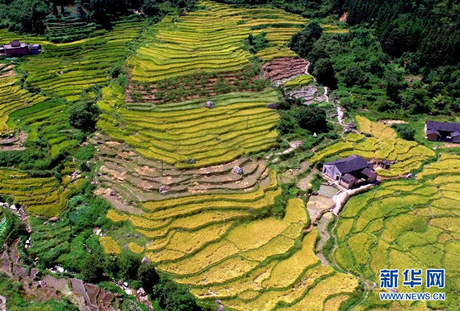 爽やかな秋到來　黃金色に色づく棚田　貴州省
