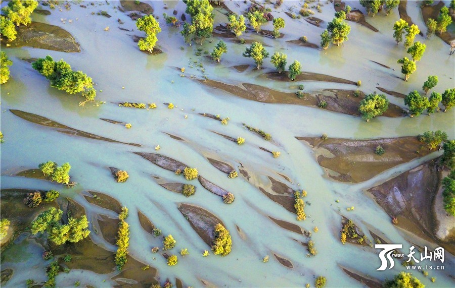 色彩鮮やかな初秋のタリム川　新疆