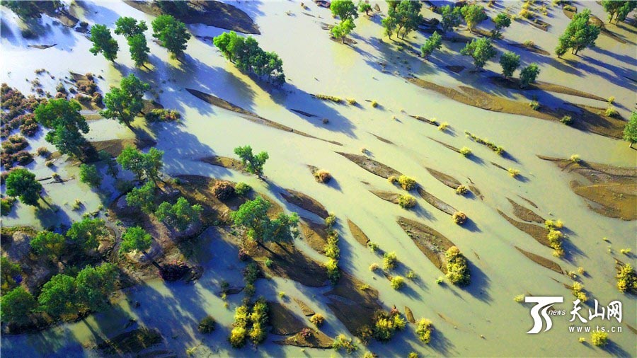 色彩鮮やかな初秋のタリム川　新疆