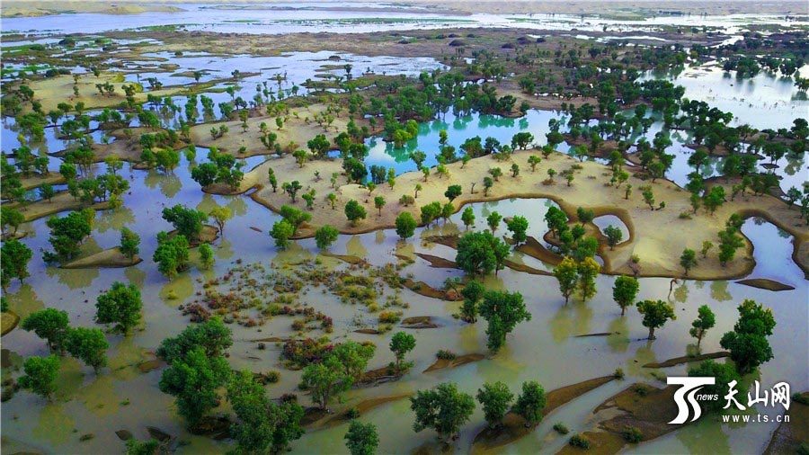色彩鮮やかな初秋のタリム川　新疆