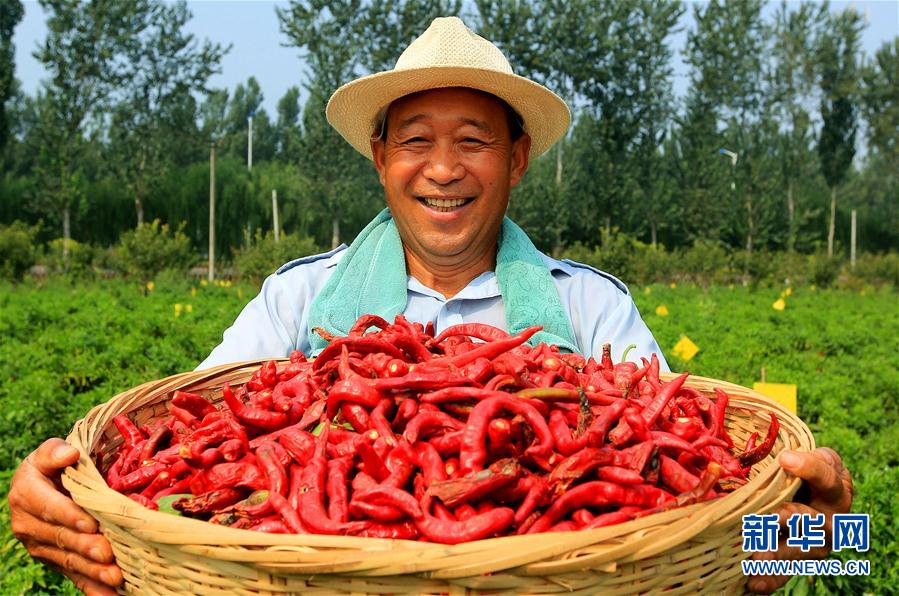 トウガラシが農(nóng)家の所得増大に貢獻　河北省