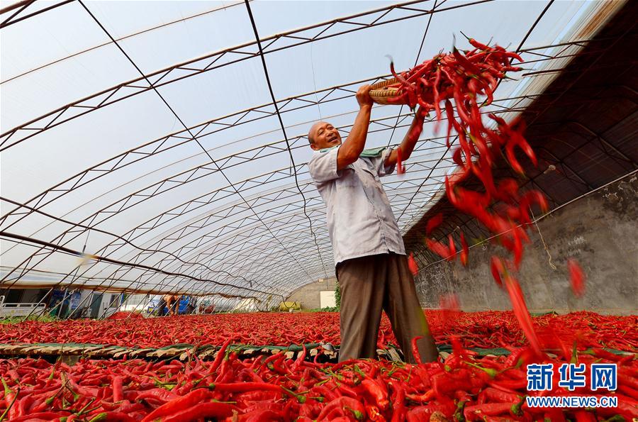 トウガラシが農(nóng)家の所得増大に貢獻(xiàn)　河北省