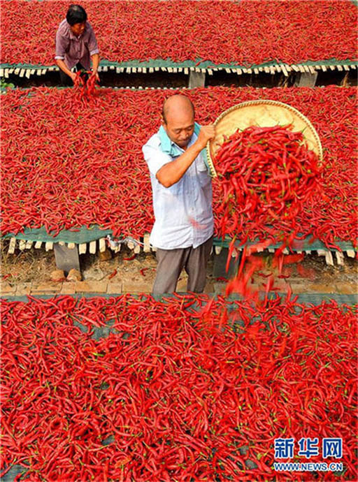 トウガラシが農(nóng)家の所得増大に貢獻(xiàn)　河北省